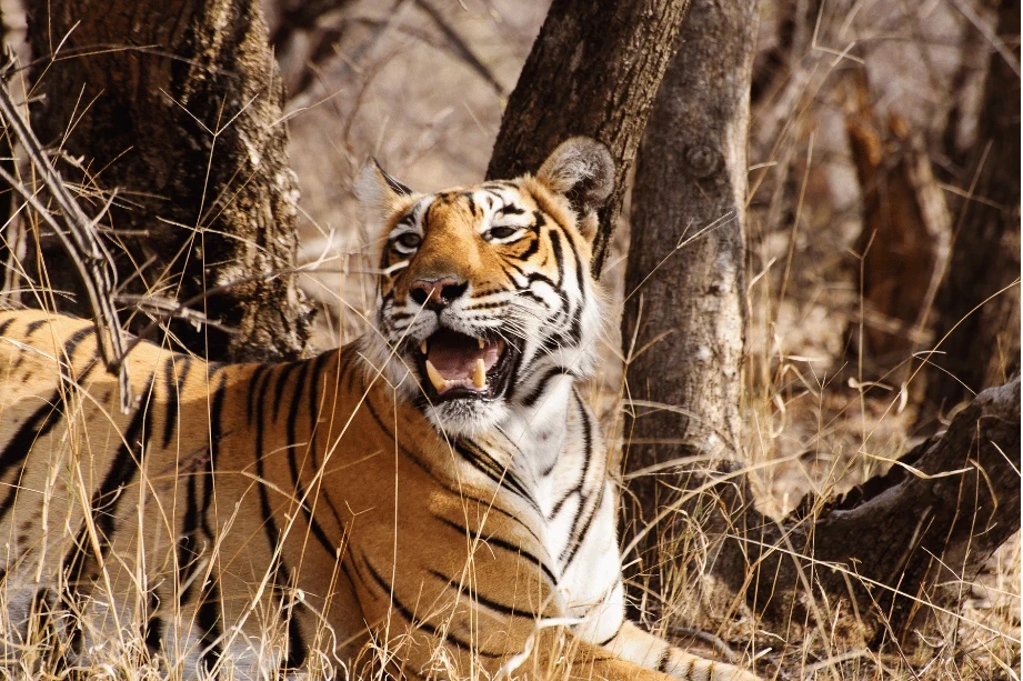 Tiger webp