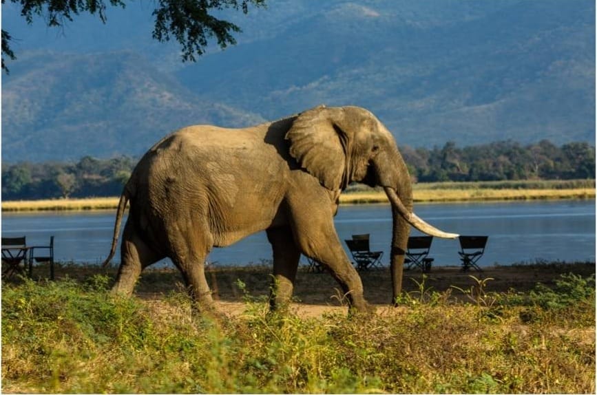 Manas wildlife