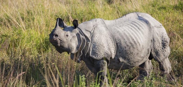kaziranga