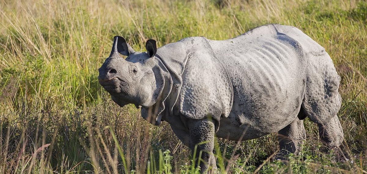 kaziranga