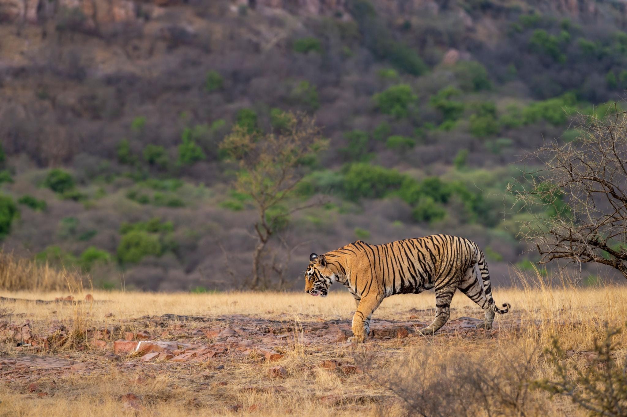 tiger