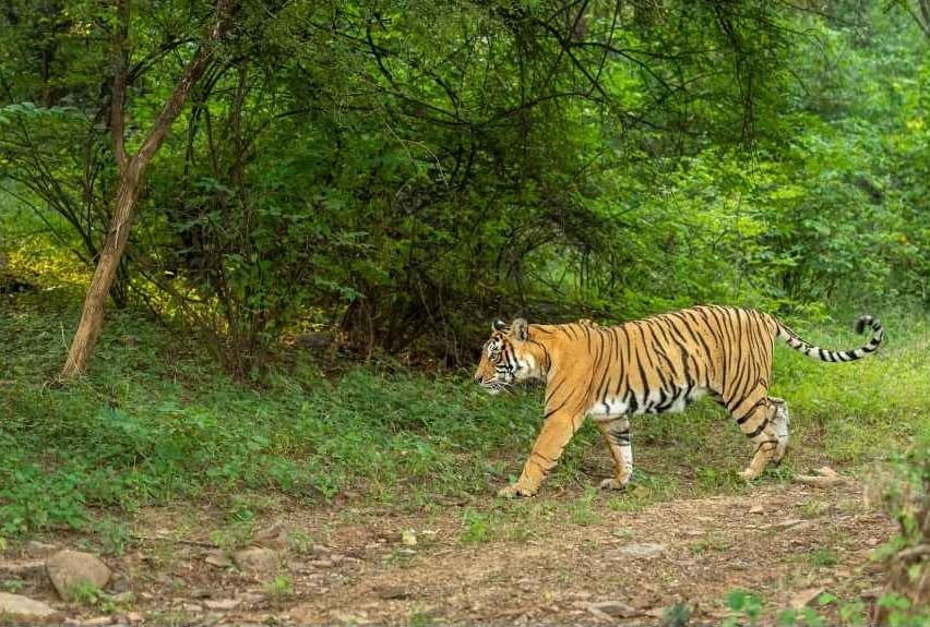 Bengal tiger in Ranthambore National Park